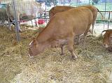 FieraBestiane (13)